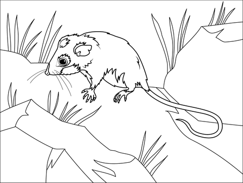 Mountain Pygmy Possum Coloring Page